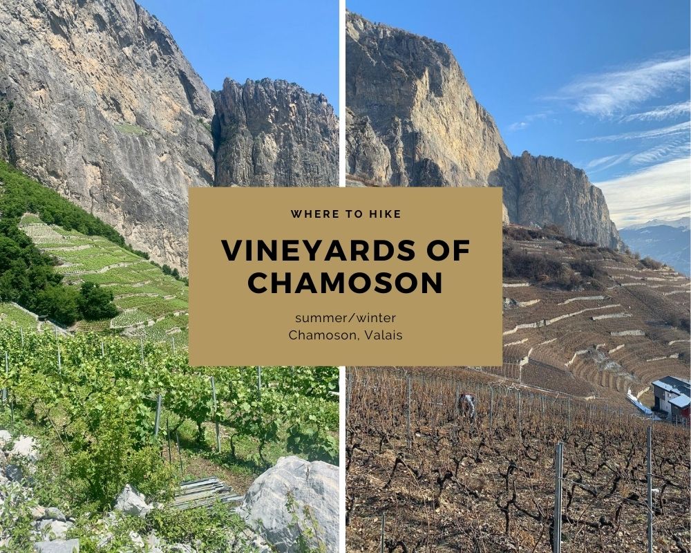 Vineyards of Chamoson wine hike winter and summer