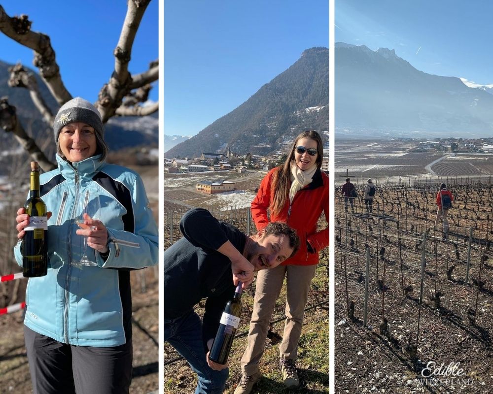 Wine hike in Chamoson Valais in January