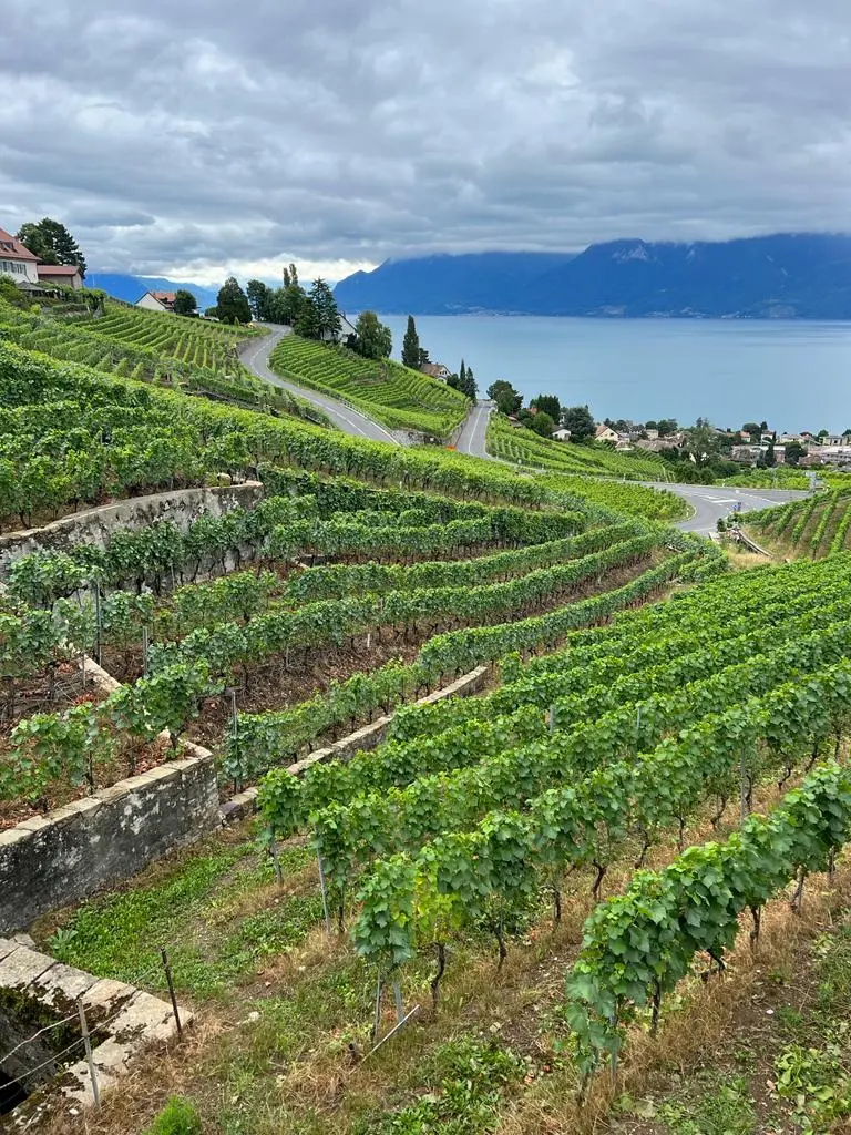 Wine tasting tour terraced vineyards Lavaux